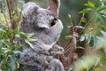 Koala sitting in a eucalyptus tree as itÃ¢â¬â¢s joey clings